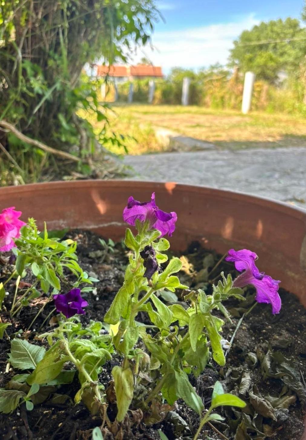 Actru'S Homes Roda  Zewnętrze zdjęcie